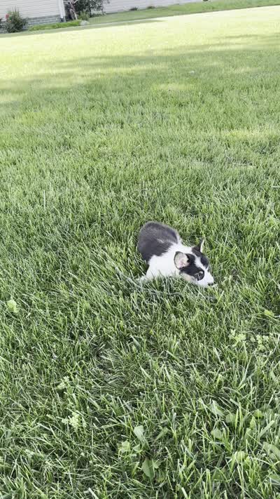 Marina, a female Pembroke Welsh Corgi for sale in Sullivan, IL – 6 of 6