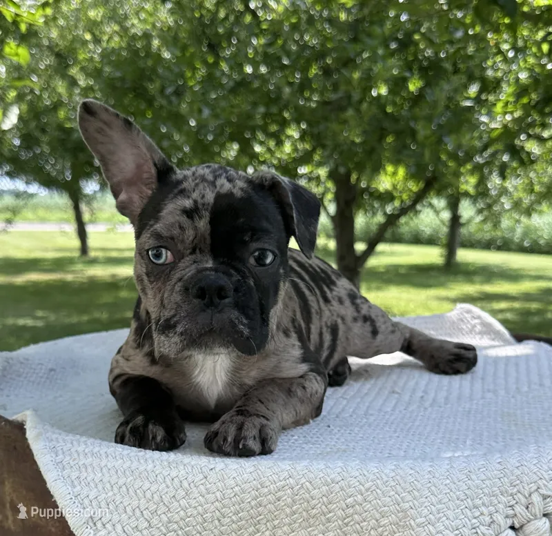Maple – Frenchton puppy for sale in Sullivan, IL