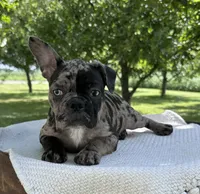 Maple, a female Frenchton for sale in Sullivan, IL – 1 of 6