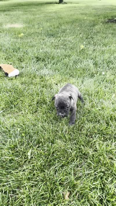 Kayda, a female Frenchton for sale in Sullivan, IL – 4 of 4
