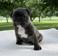 Kayda, a female Frenchton for sale in Sullivan, IL – 2 of 4