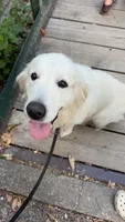 Morocco Cobalt, a male English Cream Golden Retriever for sale in Sullivan, IL – 2 of 7