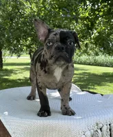Maple, a female Frenchton for sale in Sullivan, IL – 3 of 6