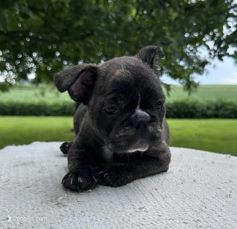 Ian – Frenchton puppy for sale in Sullivan, IL