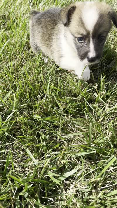 Kya, a female Pembroke Welsh Corgi for sale in Sullivan, IL – 4 of 4