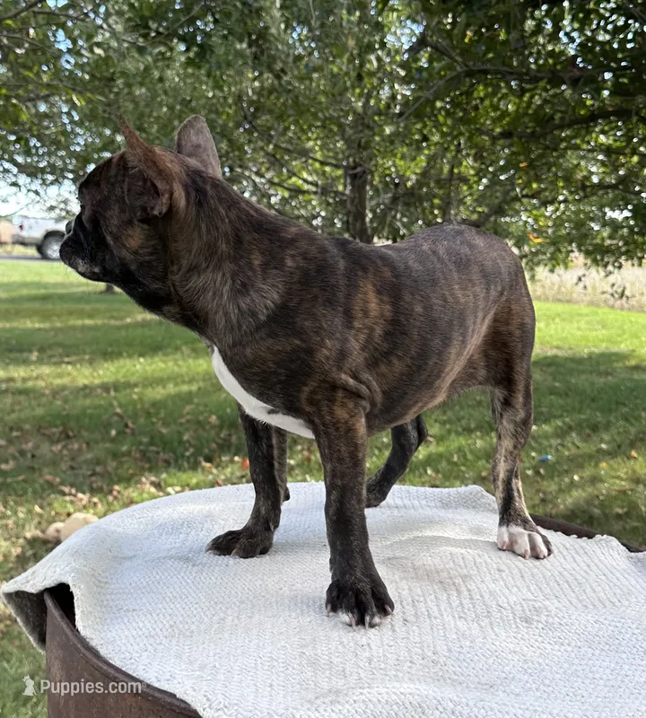 Aniya – Frenchton puppy for sale in Sullivan, IL