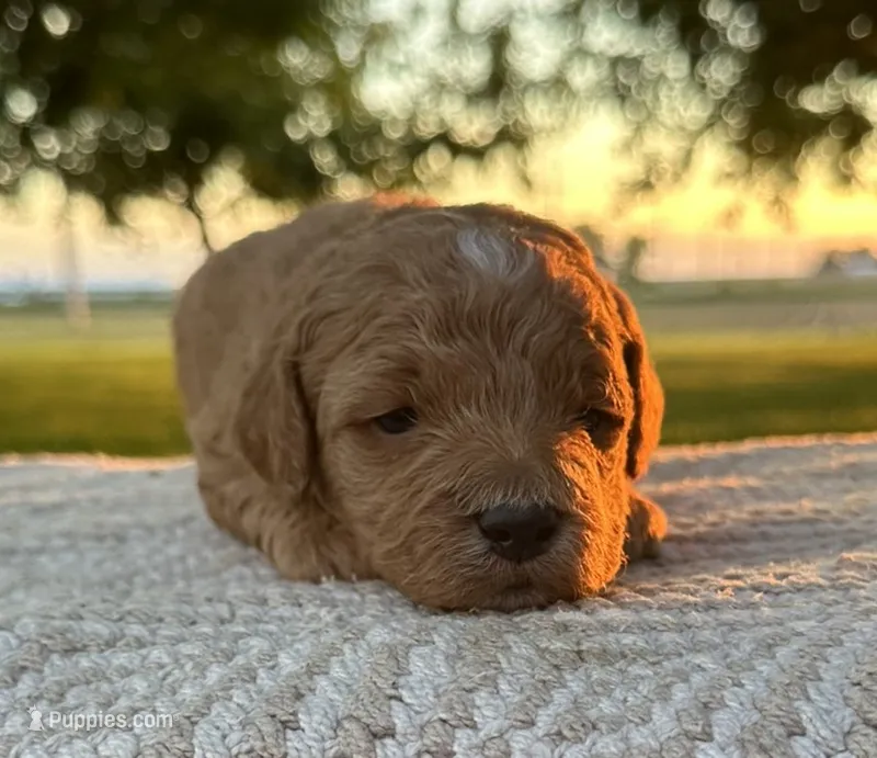 Rome – Miniature Goldendoodle puppy for sale in Sullivan, IL