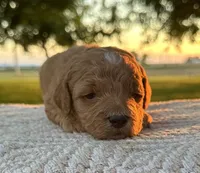 Rome, a male Miniature Goldendoodle for sale in Sullivan, IL – 1 of 1