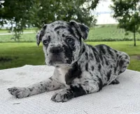 Forrest, a male Frenchton for sale in Sullivan, IL – 2 of 6