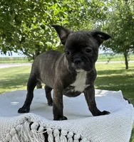 Kayda, a female Frenchton for sale in Sullivan, IL – 1 of 4