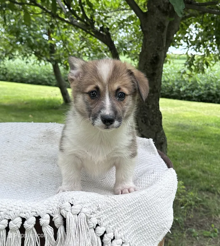 Kya – Pembroke Welsh Corgi puppy for sale in Sullivan, IL