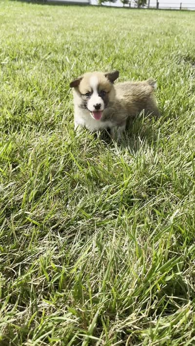 Houston, a male Pembroke Welsh Corgi for sale in Sullivan, IL – 4 of 4