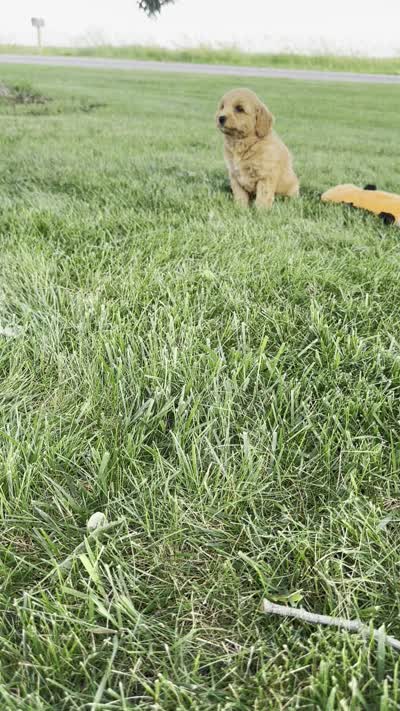 Summer, a female Miniature Goldendoodle for sale in Sullivan, IL – 5 of 5