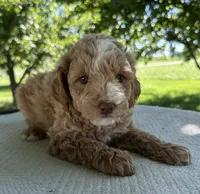 Sky, a male Miniature Goldendoodle for sale in Sullivan, IL – 3 of 6