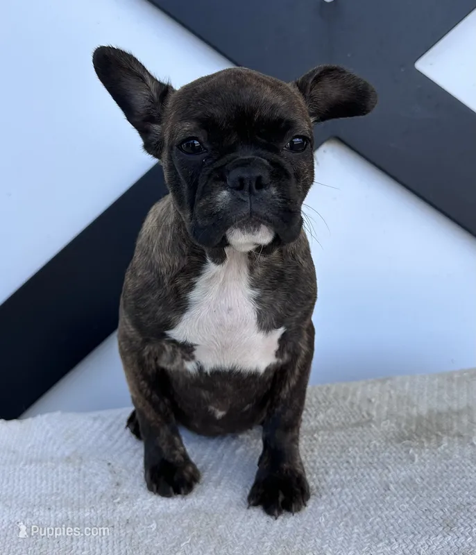 Kayda – Frenchton puppy for sale in Sullivan, IL