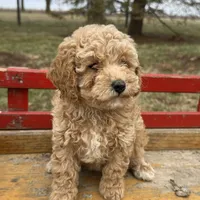 Polly, a female Poodle - Toy  for sale in Sullivan, IL – Photo 2 of 3