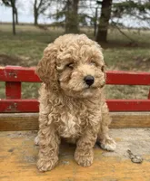 Polly, a female Poodle - Toy  for sale in Sullivan, IL – Photo 2 of 3