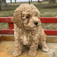 Polly, a female Poodle - Toy  for sale in Sullivan, IL – Photo 3 of 3