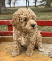 Polly, a female Poodle - Toy  for sale in Sullivan, IL – Photo 3 of 3