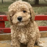 Polly, a female Poodle - Toy  for sale in Sullivan, IL – Photo 1 of 3
