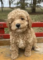 Polly, a female Poodle - Toy  for sale in Sullivan, IL – Photo 1 of 3