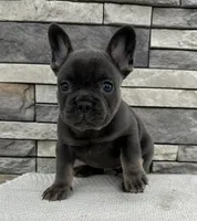 Vivienne, a female French Bulldog for sale in Sullivan, IL – Photo 2 of 5