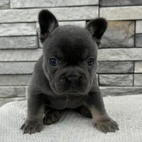 Vivienne, a female French Bulldog for sale in Sullivan, IL – Photo 2 of 3