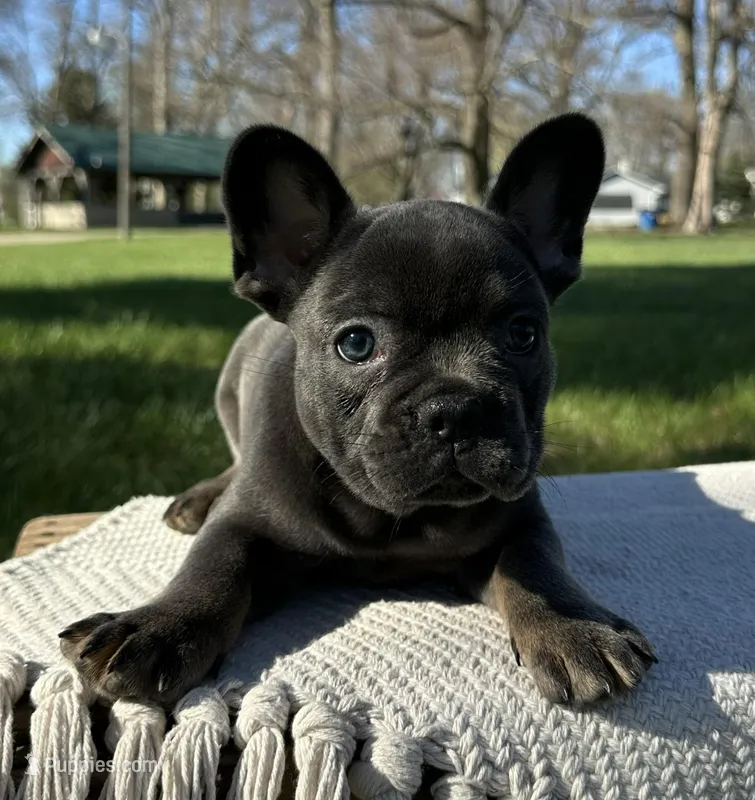 Vivienne – French Bulldog puppy for sale in Sullivan, IL