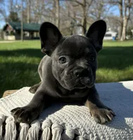 Vivienne, a female French Bulldog for sale in Sullivan, IL – Photo 1 of 3