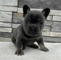 Vivienne, a female French Bulldog for sale in Sullivan, IL – Photo 3 of 3