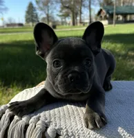 Vivienne, a female French Bulldog for sale in Sullivan, IL – Photo 2 of 3