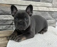 Vivienne, a female French Bulldog for sale in Sullivan, IL – Photo 1 of 5