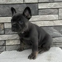 Vivienne, a female French Bulldog for sale in Sullivan, IL – Photo 3 of 5