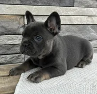 Vivienne, a female French Bulldog for sale in Sullivan, IL – Photo 4 of 5