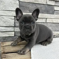 Vivienne, a female French Bulldog for sale in Sullivan, IL – Photo 5 of 5