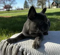 Vivienne, a female French Bulldog for sale in Sullivan, IL – Photo 3 of 3