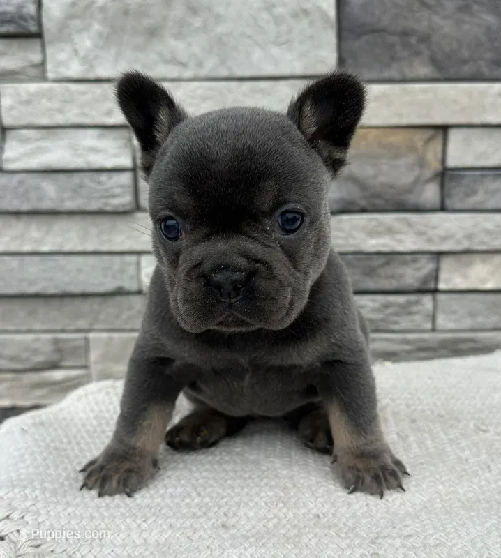 Vivienne – French Bulldog puppy for sale in Sullivan, IL