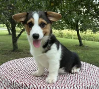 Coco, a female Pembroke Welsh Corgi for sale in Sullivan, IL – 2 of 5