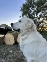 Morocco Cobalt, a male English Cream Golden Retriever for sale in Sullivan, IL – 3 of 7