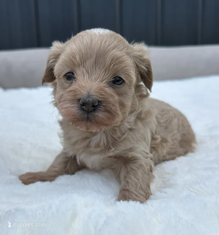 Sailor – Maltipoo puppy for sale in Sullivan, IL