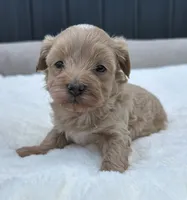 Sailor, a male Maltipoo for sale in Sullivan, IL – 1 of 4