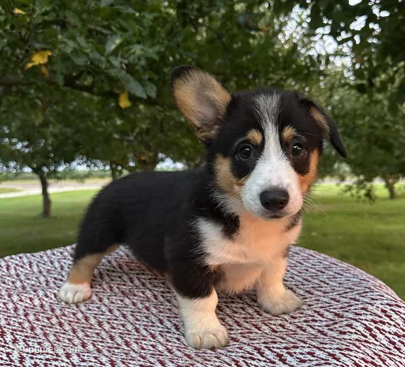 Wyatt – Pembroke Welsh Corgi puppy for sale in Sullivan, IL