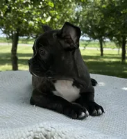 Kenzie, a female Frenchton for sale in Sullivan, IL – 4 of 6