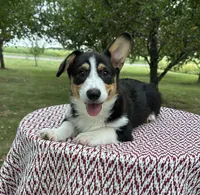 Wyatt, a male Pembroke Welsh Corgi for sale in Sullivan, IL – 4 of 5