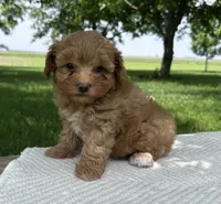 Brooks, a female Maltipoo for sale in Sullivan, IL – 3 of 3