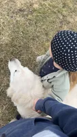 Morocco Cobalt, a male English Cream Golden Retriever for sale in Sullivan, IL – 5 of 7