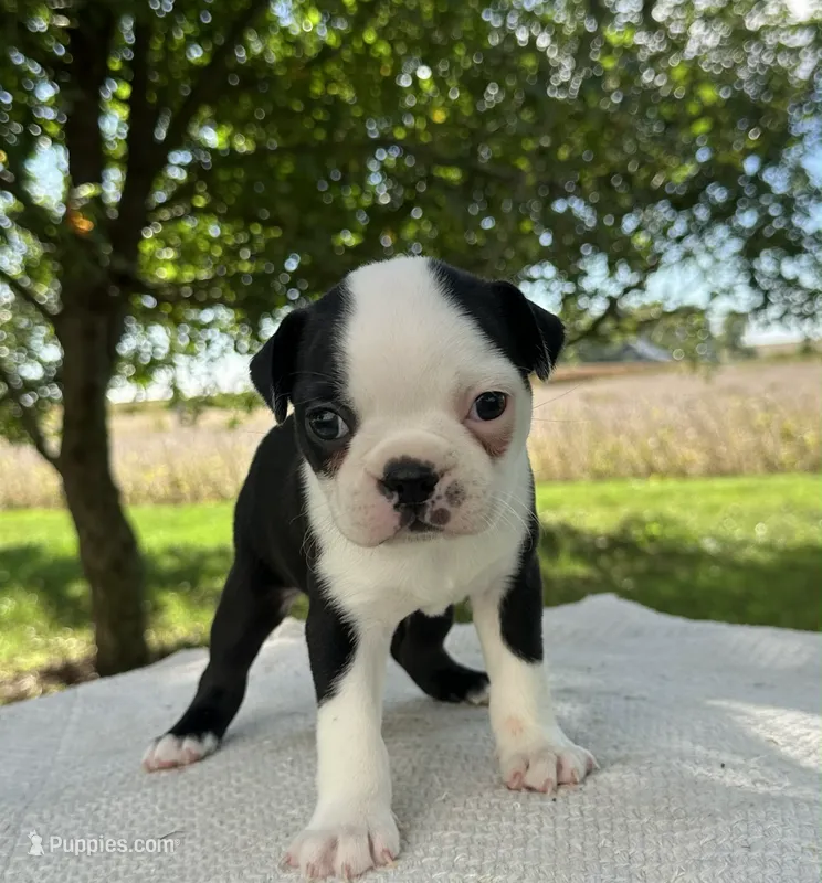 Amara – Boston Terrier puppy for sale in Sullivan, IL