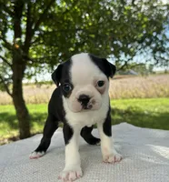 Amara, a female Boston Terrier for sale in Sullivan, IL – 1 of 4