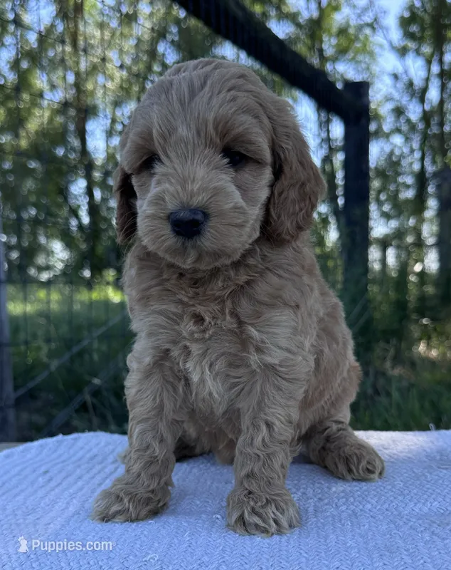 Vesper – Miniature Goldendoodle puppy for sale in Sullivan, IL