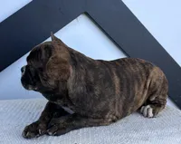 Aniya, a female Frenchton for sale in Sullivan, IL – 3 of 6